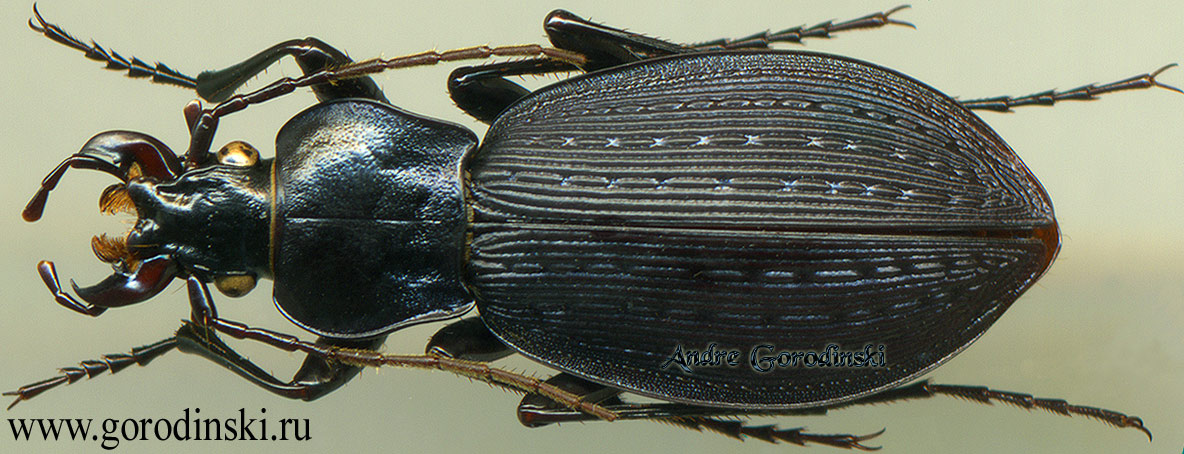 http://www.gorodinski.ru/carabus/Archaeocarabus pseudolatipennis wenxianensis.jpg